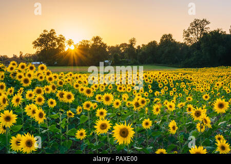 Sunset over a sunflower field in Jarrettsville, Maryland. Stock Photo