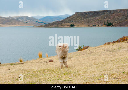 Alpaca in Peru Stock Photo