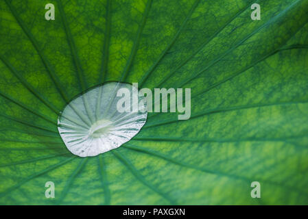 water drop on lotus leaf close-up, China Stock Photo