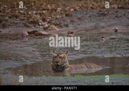 Royal Bengal Tiger resting during monsoons in Ranthambore National Park Stock Photo