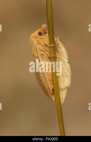 A beautiful Drinker moth (Euthrix potatoria) perching on a plant stem. Stock Photo