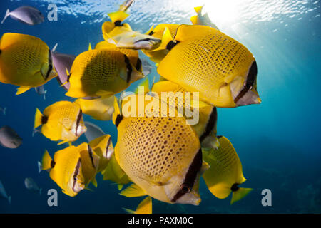 Schooling milletseed butterflyfish, Chaetodon miliaris, endemic. Hawaii. Stock Photo