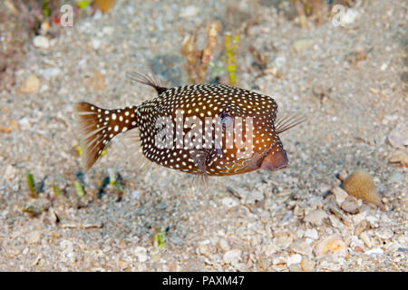 The spotted boxfish, Ostracion meleagris, is the most common boxfish found in Hawaii. Stock Photo