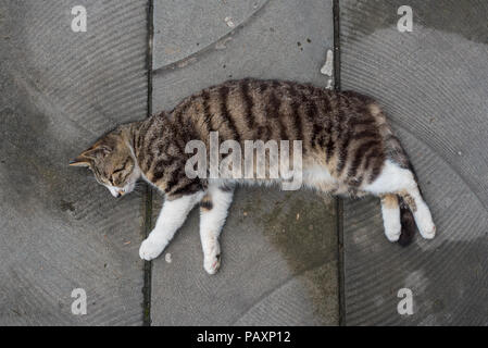 Cat lying down and resting on the ground Stock Photo