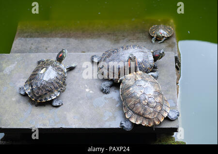 Group of turtles on a rock by a pond, Chongqing, China Stock Photo