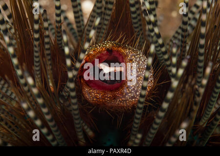 The female sea urchin crab, Echinoecus pentagonus, is pictured here in the rectum of the common banded urchin, Echinothrix calamaris, where it lives.  Stock Photo