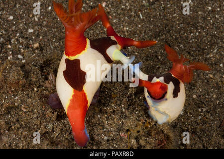 A pair of red-gilled nudibranches, Nembrotha purpureolineata, mating on a sandy bottom in Horseshoe Bay off Rinca Island, Komodo, Indonesia. Stock Photo