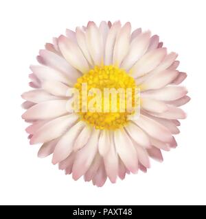 Daisy flower isolated, vector illustration. Stock Vector