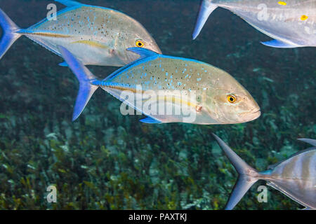 Bluefin trevally or jacks, Caranx melampygus, hunt over a sand bottom covered with calcareous halimeda algae, Halimeda opuntia, Hawaii. Stock Photo