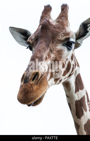 The head of a Giraffe with a white background Stock Photo