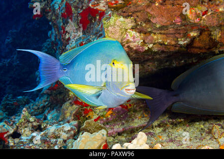 This female yellowfin surgeonfish, Acanthurus xanthopterus, has just turned a much lighter color compared to the same surgeonfish on the right. They a Stock Photo