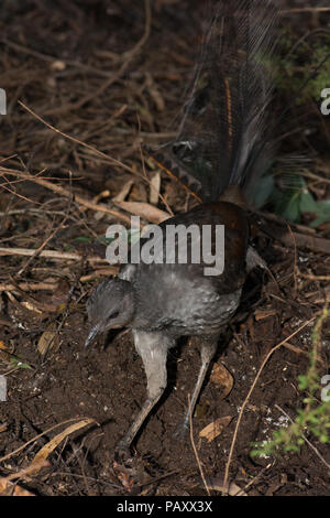 Superb Lyrebird foraging Stock Photo