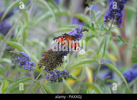 Peacock butterfly showing open upper wings wings and eye spots. It is feeding on Buddleia flowers, or butterfly bush Stock Photo