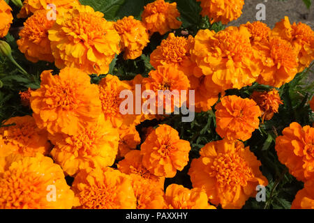 Bright orange French marigold, Tagetes patula, flowers in an English garden border