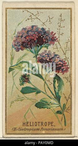 Heliotrope (Heliotropium Peruvianum), from the Flowers series for Old Judge Cigarettes. Dimensions: Sheet: 2 3/4 x 1 1/2 in. (7 x 3.8 cm). Printer: George S. Harris & Sons (American, Philadelphia). Publisher: Issued by Goodwin & Company. Date: 1890.  The 'Flowers' series of trading cards (N164) was issued by Goodwin & Company in 1890 to promote Old Judge Cigarettes. The Metropolitan Museum of Art owns all 50 cards in the series. Museum: Metropolitan Museum of Art, New York, USA. Stock Photo