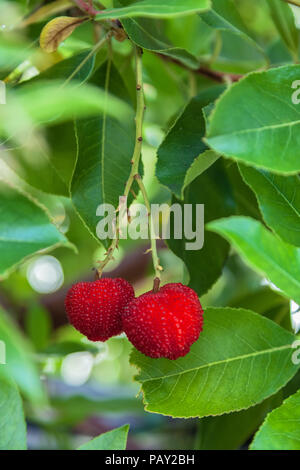 Ripe strawberry tree fruit, San Francisco, California, United States. Stock Photo