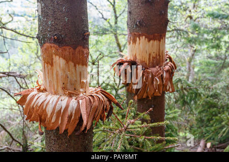 Girdling Roots Kill Trees - New York Almanack