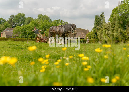 A pair of Heavy Horses working the land with vintage farm machinery at Acton Scott Historic Working Farm. Shropshire, England, Uk Stock Photo