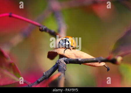 Ladybug on the fallen yellow leaves in the fall. Insects in the wild nature. Stock Photo