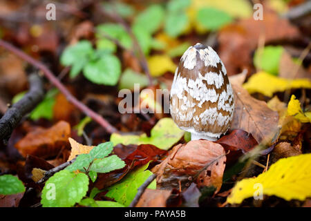 Autumn mushroom (Coprinopsis picacea) in the forest Stock Photo
