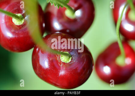 close-up of ripe cherries on a tree in the garden, view from above Stock Photo