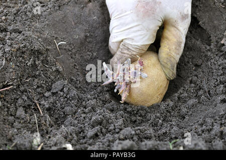 farmer's hand planting prepared germinating potato tuber in the vegetable garden Stock Photo