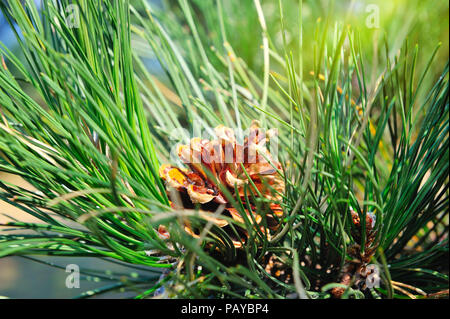Fluffy pine branch with cone in the sun Stock Photo