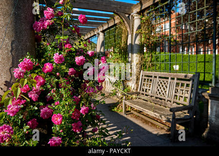 Pergola with blooming pink roses and a wooden bench in English park Stock Photo