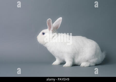 Gorgeous white baby bunny rabbit with huge ears on a seamless gray background Stock Photo