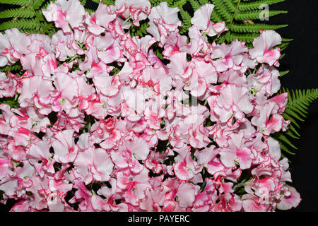 Sweet pea Linda Carole flowers Stock Photo