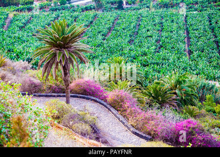 Traditional farm land and bananas plantation on the Rambla de Ruiz coast  in Los Realejos, Tenerife, Spain Stock Photo