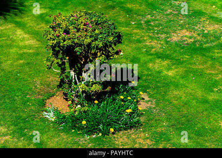 Well-groomed bush of a beautifully cropped evergreen bush box-tree on a background of bright green short grass and a blurred background Stock Photo