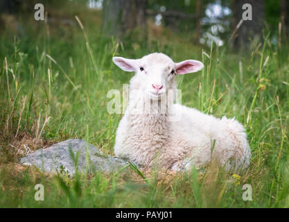 Cute sheep grazing in the meadow Stock Photo