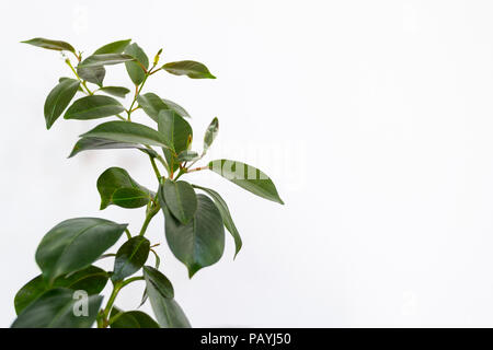 Pink mandevilla plant without flowers on isolated on white background Stock Photo