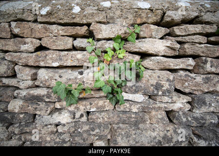 Cotswold stone wall Stock Photo