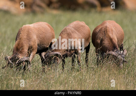 Herbivores grazing in long grass. Three cameroon sheep ( Ovis aries ) grazing behind tall grass. Selective focus on grass. Herbivorous animals feeding Stock Photo