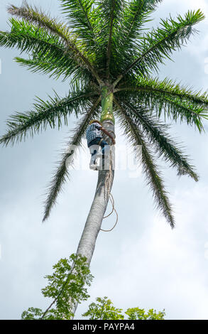 Adult male climbs tall coconut tree with rope to get coco nuts. Harvesting and farmer work in caribbean countries Stock Photo