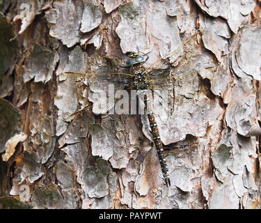 Common Hawker dragonfly female (Aeshna juncea) perched on tree trunk. Tipperary, Ireland Stock Photo