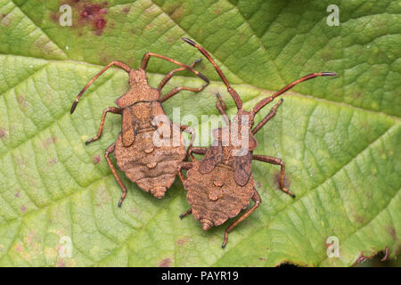 Pair of Dock Bug nymphs (Coreus marginatus) on bramble leaf. Tipperary, Ireland Stock Photo