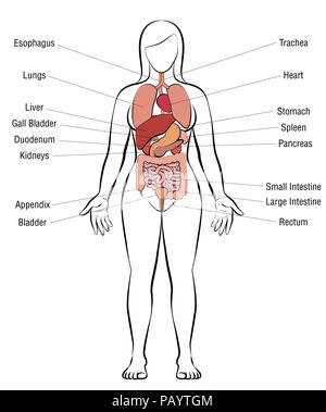 Internal organs, female body - schematic human anatomy illustration - on white background. Stock Photo