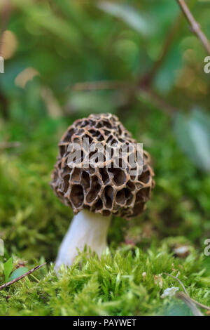 macro photo of a outlandish Morel mushroom hiding in the grass in the spring forest Stock Photo