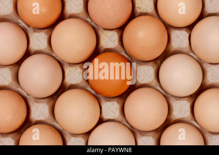 the eggs in the carton boxes laying, top view closeup Stock Photo