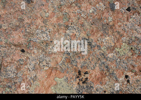 Colorful lichen on granite rock in Iceland. Natural background texture. Stock Photo