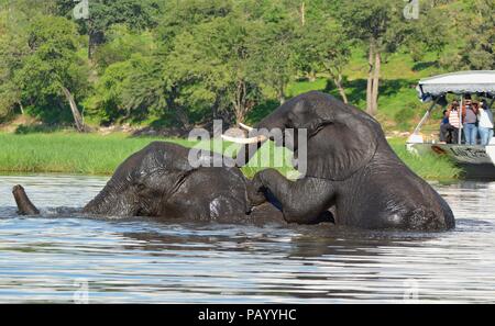 Two grown elephants swimming and playing in Chobe National Park with tourists on a boat in the background Stock Photo