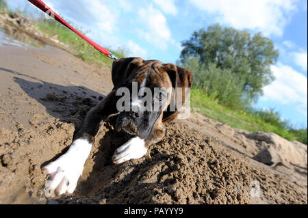 german boxer dog Stock Photo