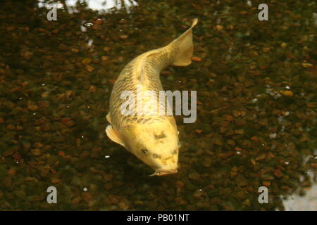 Stunningly beautiful koi carp swimming free in bespoke ornate pool, within  roath park  , Cardiff Stock Photo