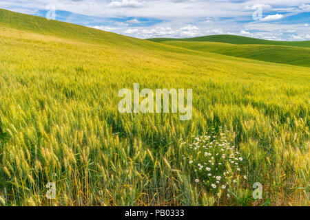 Palouse Region of Washington Stock Photo