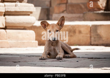 Indian stray dog with big ears laying in temple India Stock Photo