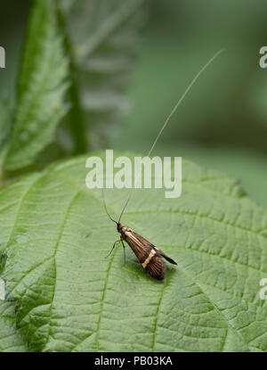 Yellow-barred Longhorn Moth, Nemophora degeerella, single adult resting on leaf. Worcestershire, UK. Stock Photo