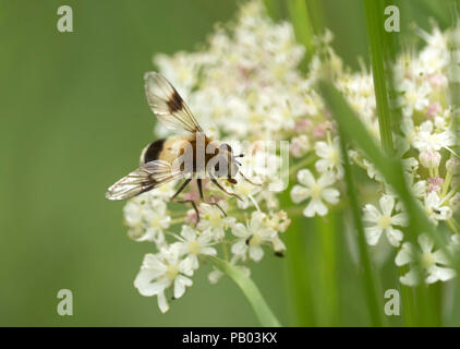 Hoverfly, Leucozona lucorum, single adult female feeding on , Worcestershire, UK. Stock Photo